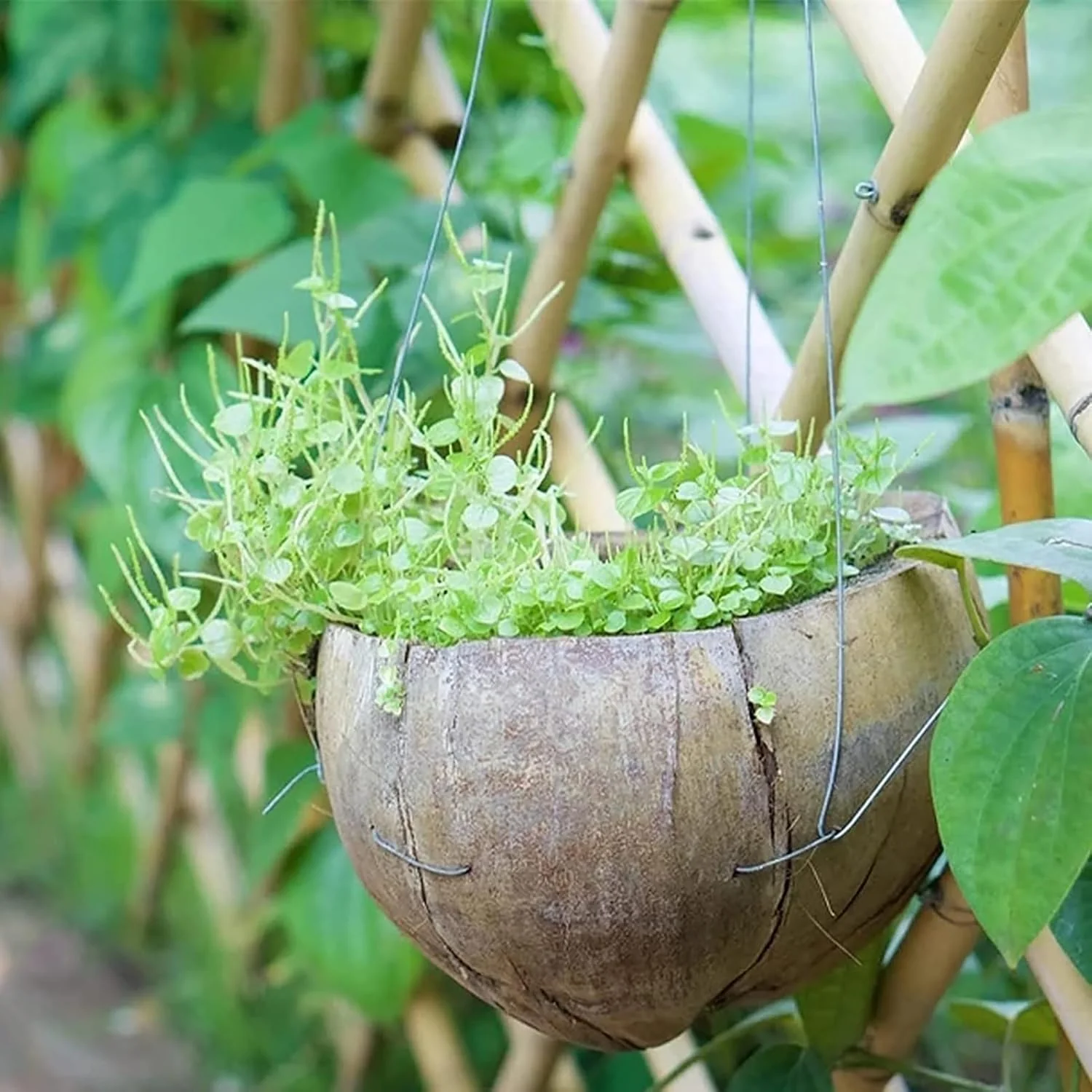 Immagine prodotto 2